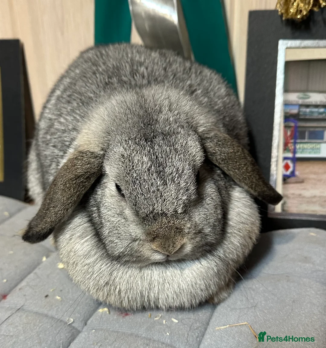 Mini Lop rabbits for sale: Beautiful mini lops looking for her new home  - Advert 1