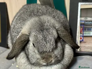 Mini Lop rabbits Beautiful mini lop looking for her new home - Advert 1