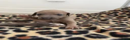 Italian Greyhound dogs for sale: KC Registered Italian Greyhound Puppies  in Carlisle - Advert 9