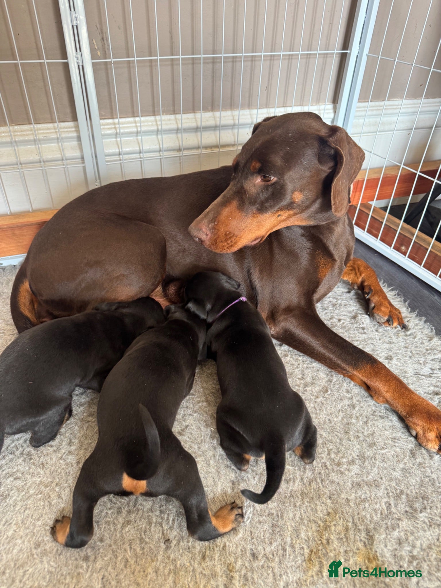 Dobermann dogs 3 chunky Dobermans puppies  - Advert 1