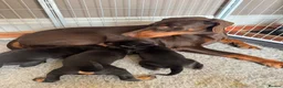 Dobermann dogs for sale: 3 chunky Dobermans puppies  - Advert 1