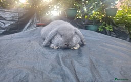 Mini Lop rabbits for sale: Beautiful purebred mini lop eared kits  - Image 1