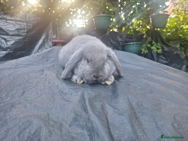 Mini Lop rabbits Beautiful purebred mini lop eared kits - Advert 1
