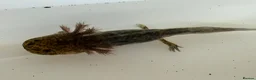 Axolotl reptiles for sale: Axolotl - Advert 34