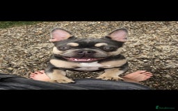 French Bulldog dogs for sale: Rosie litter  - Image 32