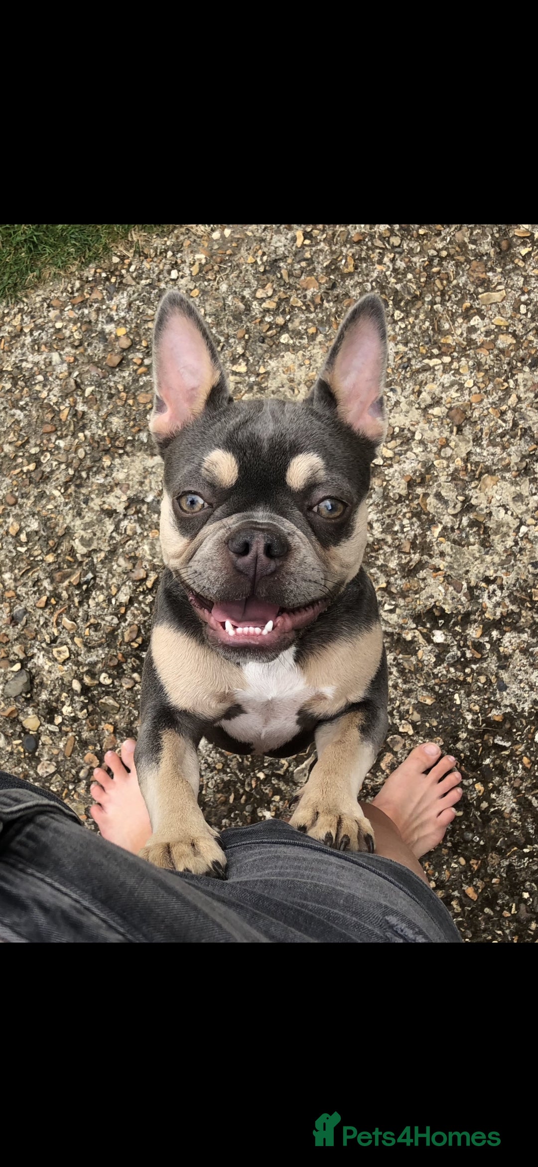 French Bulldog dogs for sale: Rosie litter  - Image 32