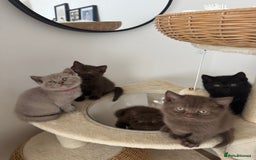 British Shorthair cats for sale: British shorthair kittens - Image 1