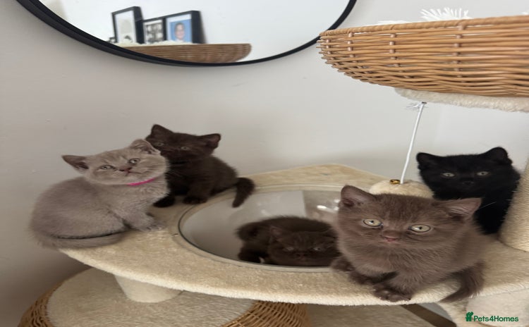 British Shorthair cats - Advert 8