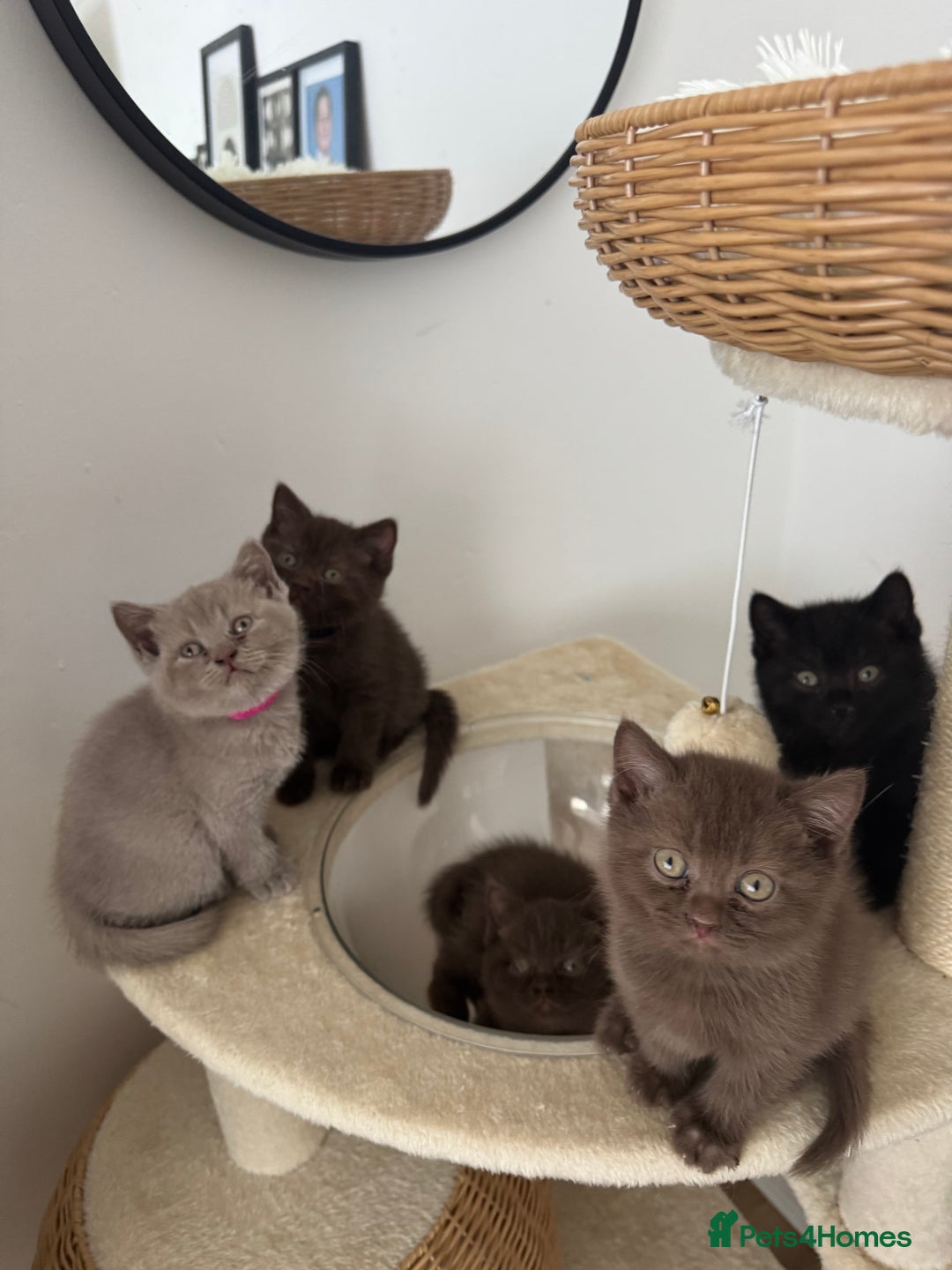 British Shorthair cats for sale: British shorthair kittens - Image 1
