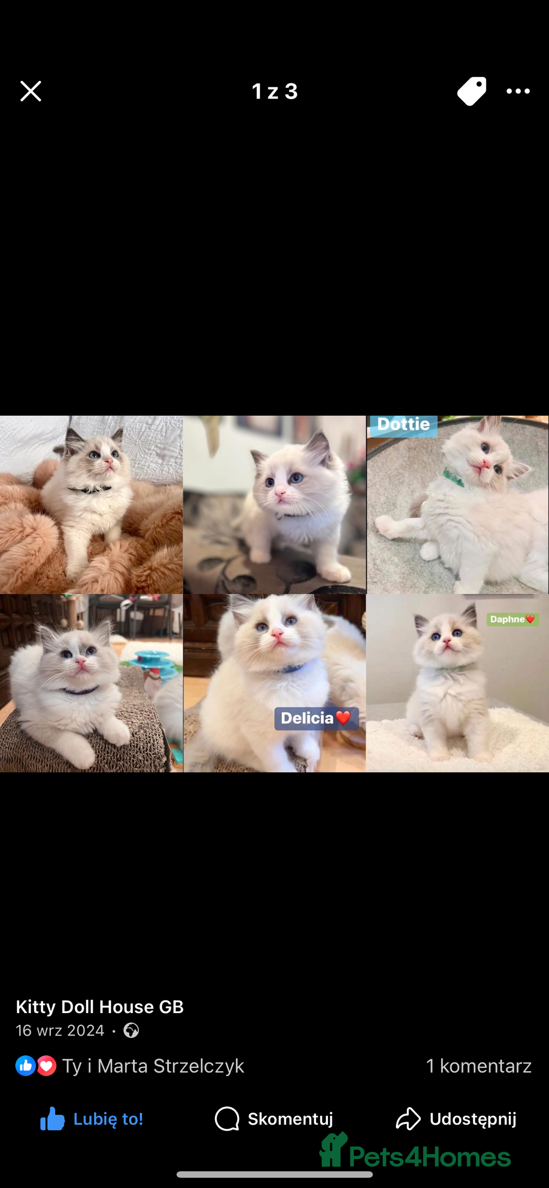 Ragdoll cats for sale: 💖Beautiful Ragdoll💖 Tica register  - Image 33