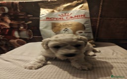 Mixed Breed dogs for sale: Bichon  - Image 4