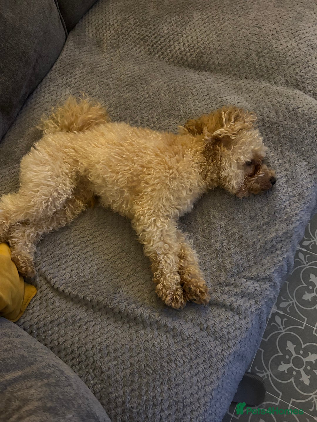 Toy Poodle dogs for stud:  proven tiny 2.3kg KC registered red toy poodle  in Devizes - Advert 3