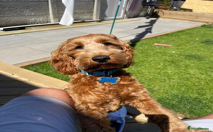 Cockapoo dogs - Advert 1