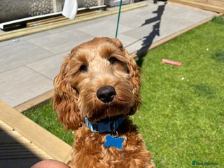 Cockapoo dogs - Advert 21