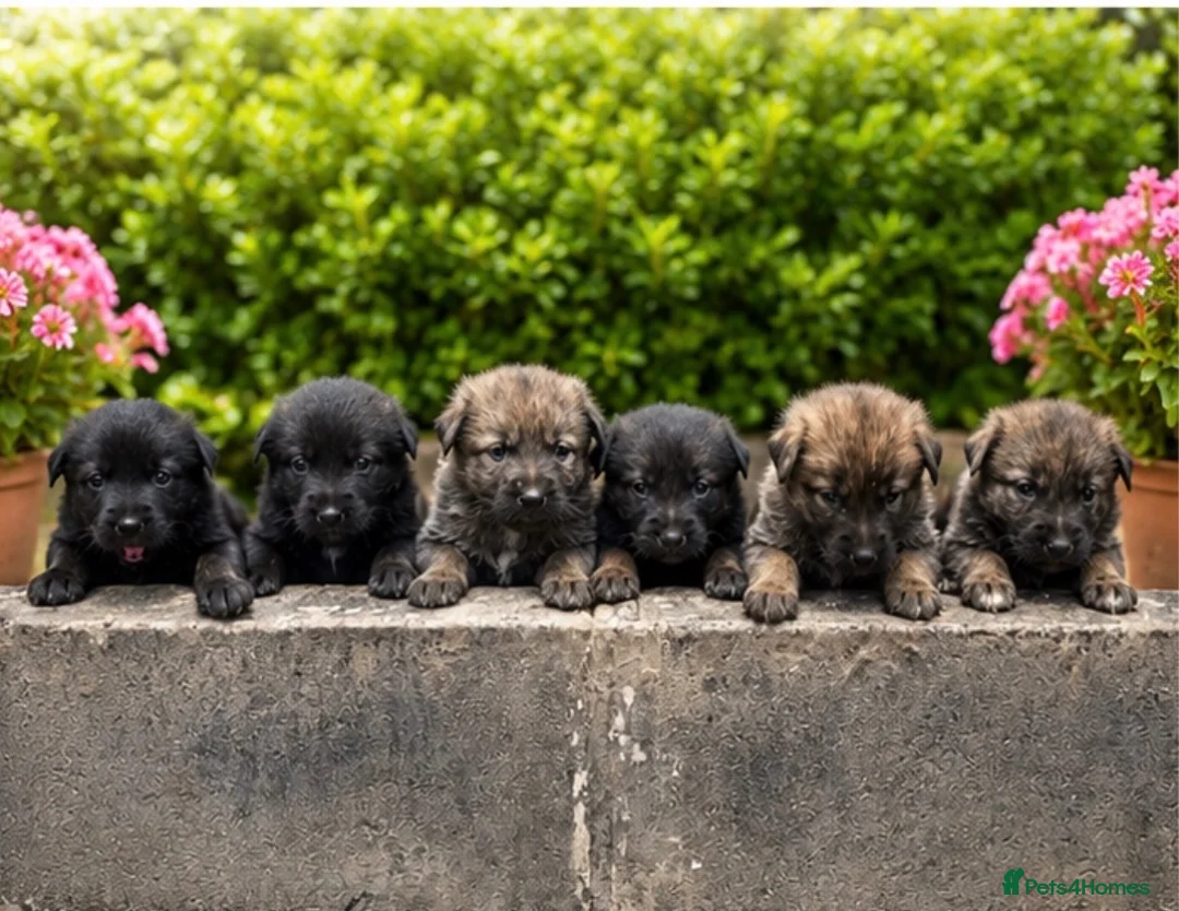 Mixed Breed dogs for sale: Belgian Shepard X caucasian Shepherd puppies - Advert 15