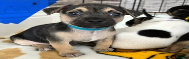 Jack Chi Puppy 4