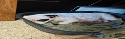 Mixed Breed dogs for sale: 5 puppies half staffs looking for good home in Kidwelly - Advert 1