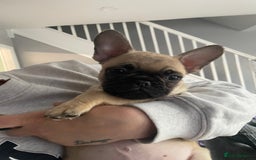 Frug dogs for sale: 10 week old puppy for sale - Image 1