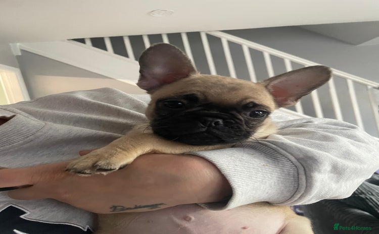 Frug dogs - Advert 2