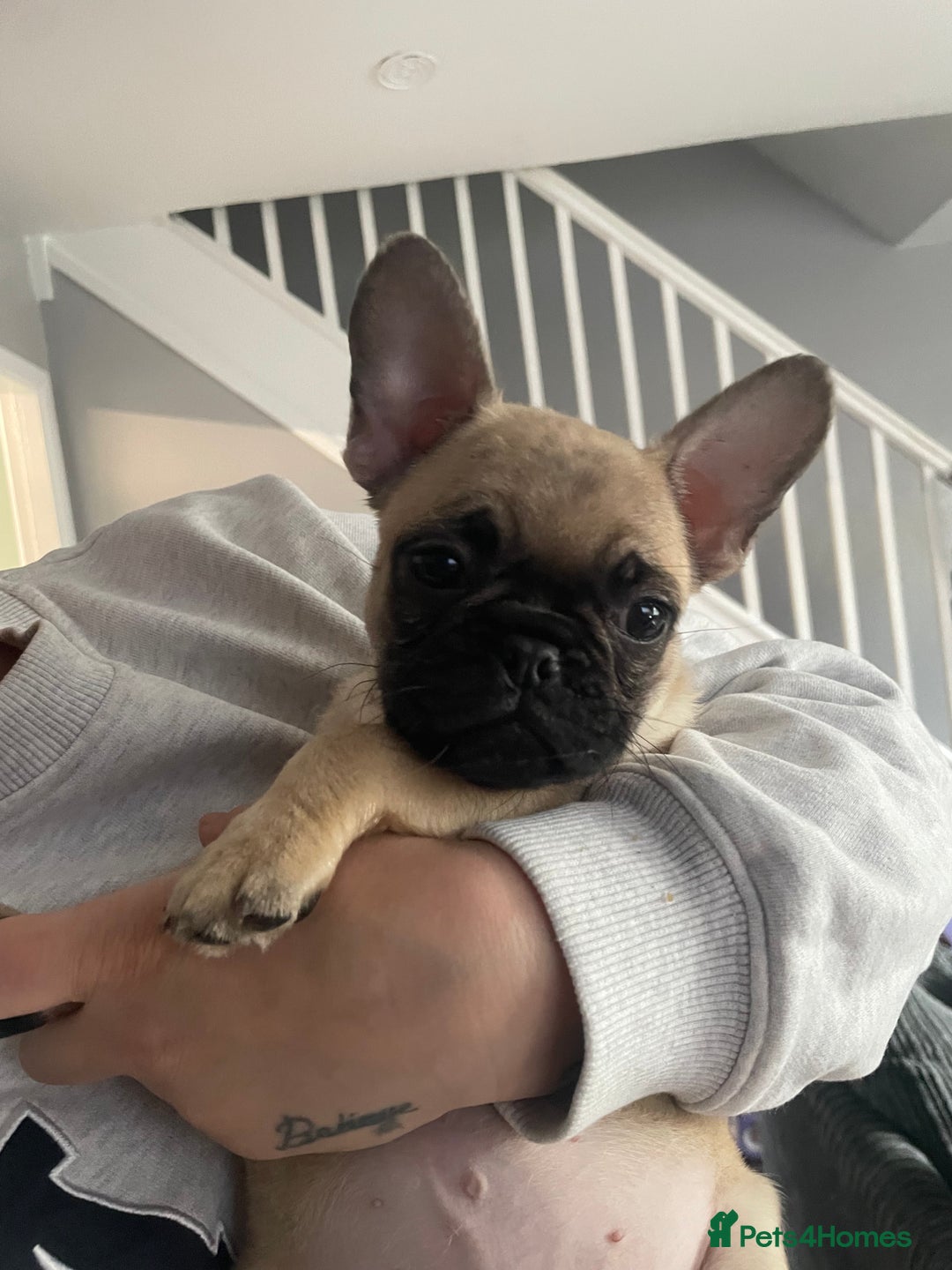 Frug dogs for sale: 10 week old puppy for sale - Image 1