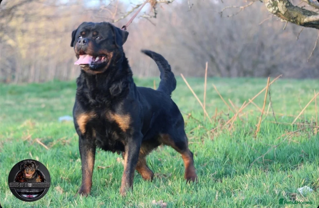 Rottweiler dogs for sale: Beautiful Male Rottweiler Now Available  - Advert 8