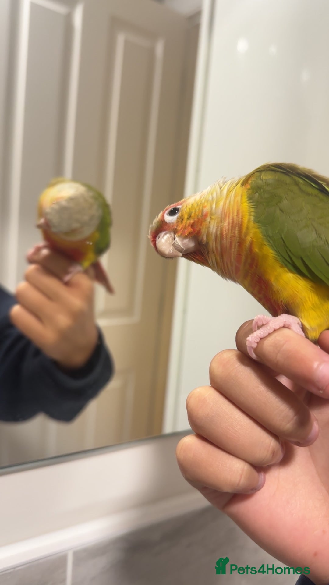Conures birds for sale: Green Cheek Conure for sale 11months old £850 - Advert 10
