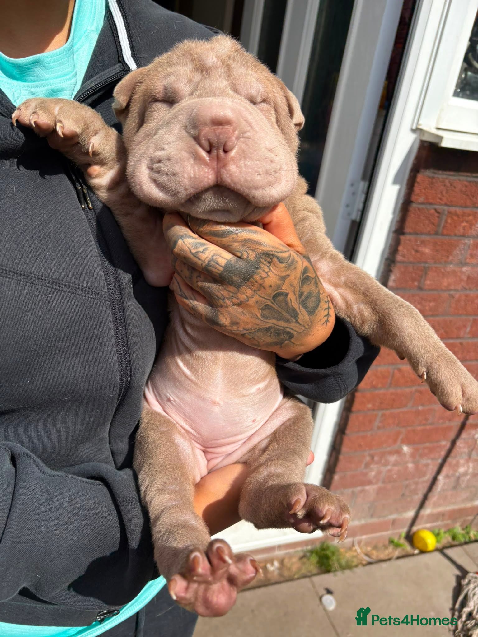 Shar Pei dogs Onky 3 left Ready to leave now! KC registered  - Advert 1