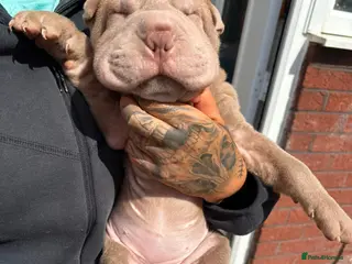 Shar Pei dogs Only 2 left Ready to leave now! KC registered - Advert 1
