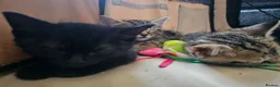 Mixed Breed cats for sale: Stunning Bombay Cross Kittens – Trained & Playful - Advert 5