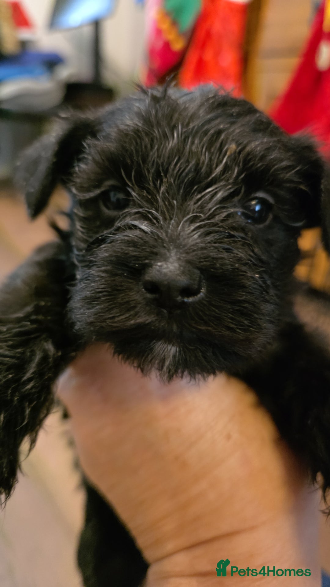 Miniature Schnauzer dogs for sale: Beautiful  miniature schnauzers - Advert 4
