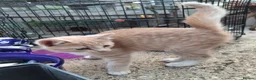 Mixed Breed cats for sale: Ginger/ cream kitten and black kitte.  - Advert 8
