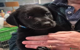 Labrador Retriever dogs for sale: Labrador puppies -1 black girl & 3 black boys left - Image 30
