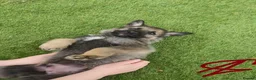 German Shepherd dogs for sale: German Shepherd Puppies  - Advert 16