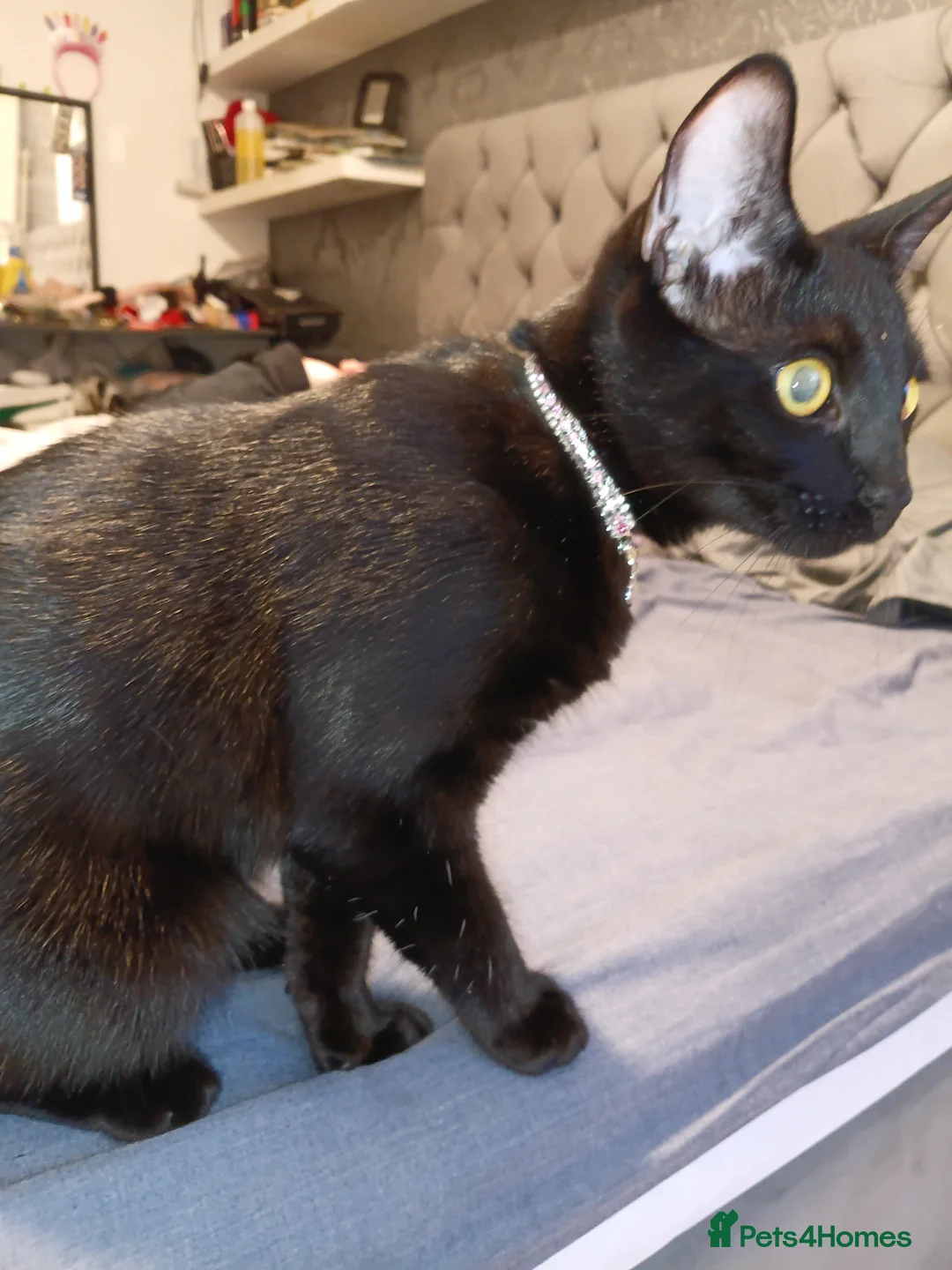 Mixed Breed cats for sale: Mixed half Marble bengal - Advert 2