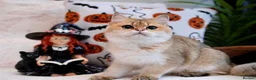 British Shorthair cats for sale: BSH 7 month kitten for sale - Advert 6