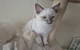 Ragdoll cats for sale: 4 energetic ragdoll fluffballs  - Image 4