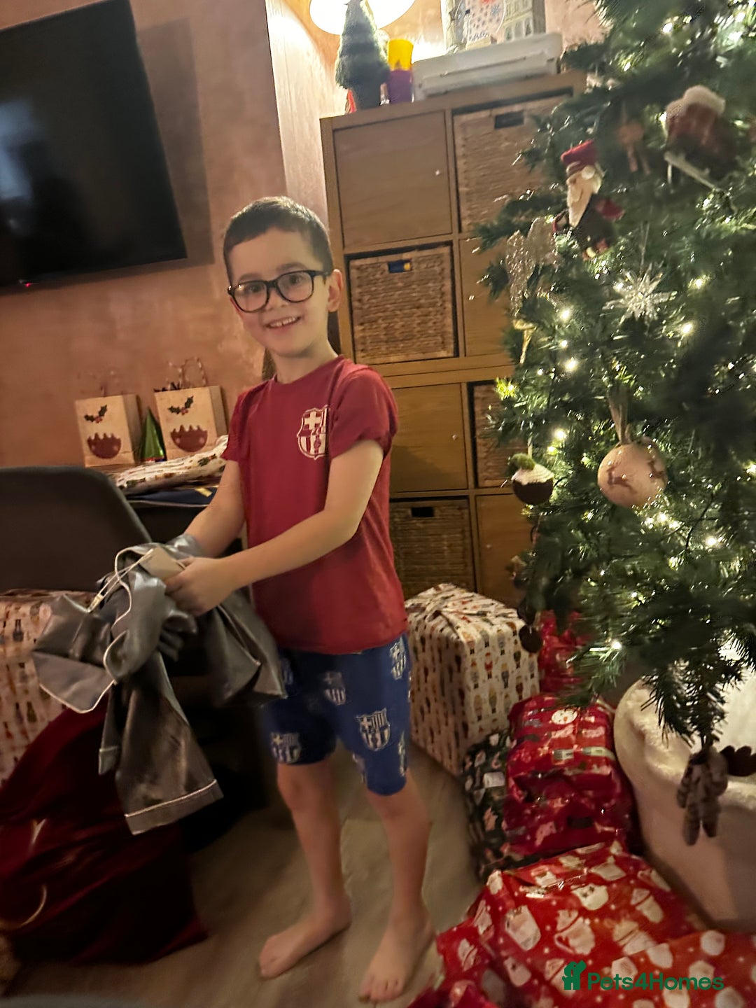 Golden Retriever dogs for sale: Daisy’s first litter - Advert 14