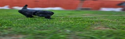 Cockapoo dogs for sale: Stunning F2 cockapoos ready soon 🐾 - Advert 7