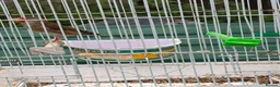 Finches birds for sale: Goldfinch canaries  - Advert 4