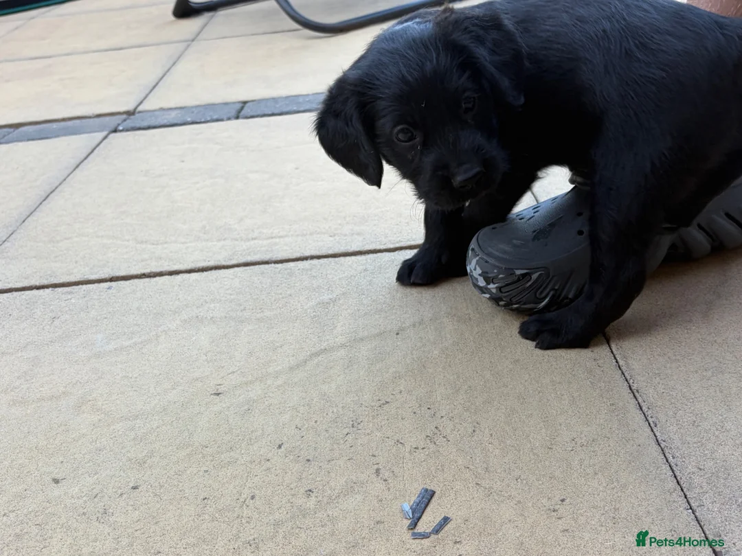 Labradoodle dogs for sale: One stunning boy  - Advert 15
