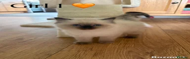 Ragamese 2