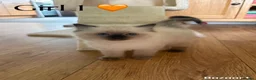 Ragamese cats for sale: Ragdoll X Siamese kittens Ragamese in Larbert - Advert 3