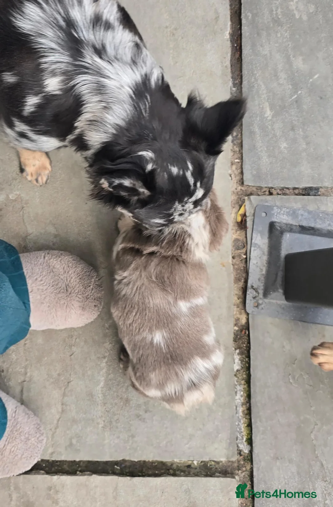 French Bulldog dogs for sale: Stunning chunky french bulldog boy  - Advert 2