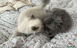 Persian cats for sale: Persian male and female &kittens  - Image 5