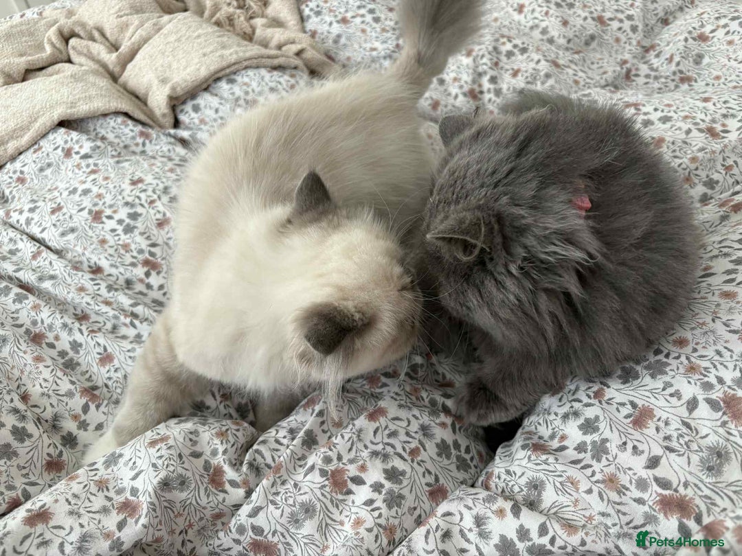 Persian cats for sale: Persian male and female &kittens  - Image 5