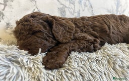 Labradoodle dogs for sale: STANDARD SIZE, HEALTH TESTED, SUPER CURLY COATS - Image 1