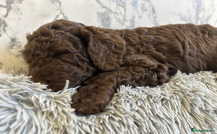Labradoodle dogs - Advert 1