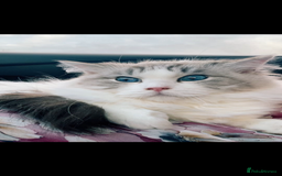 Ragdoll cats for sale: Beautiful Ragdoll kitten  - Image 5