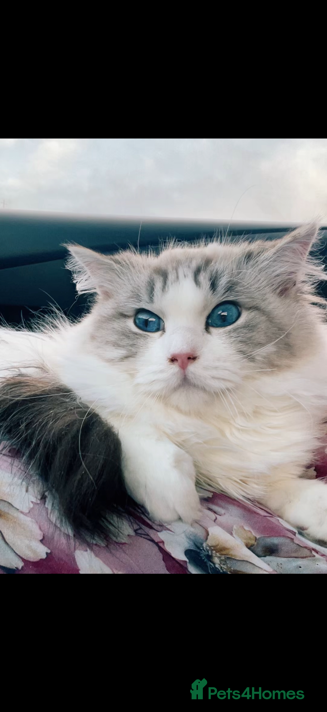 Ragdoll cats for sale: Beautiful Ragdoll kitten  - Image 5