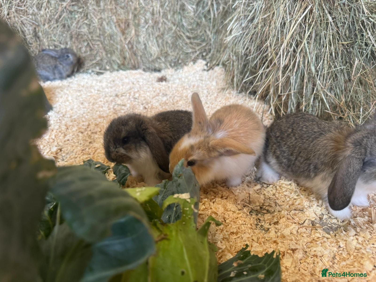 French Lop rabbits Pure breed Baby Giant French Lops Rabbits - Advert 2